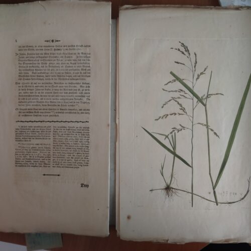 Schrebers J.C.D. «Beschreibung der groser nebst ihren abbildungen nach der natur», Leipzig 1769
