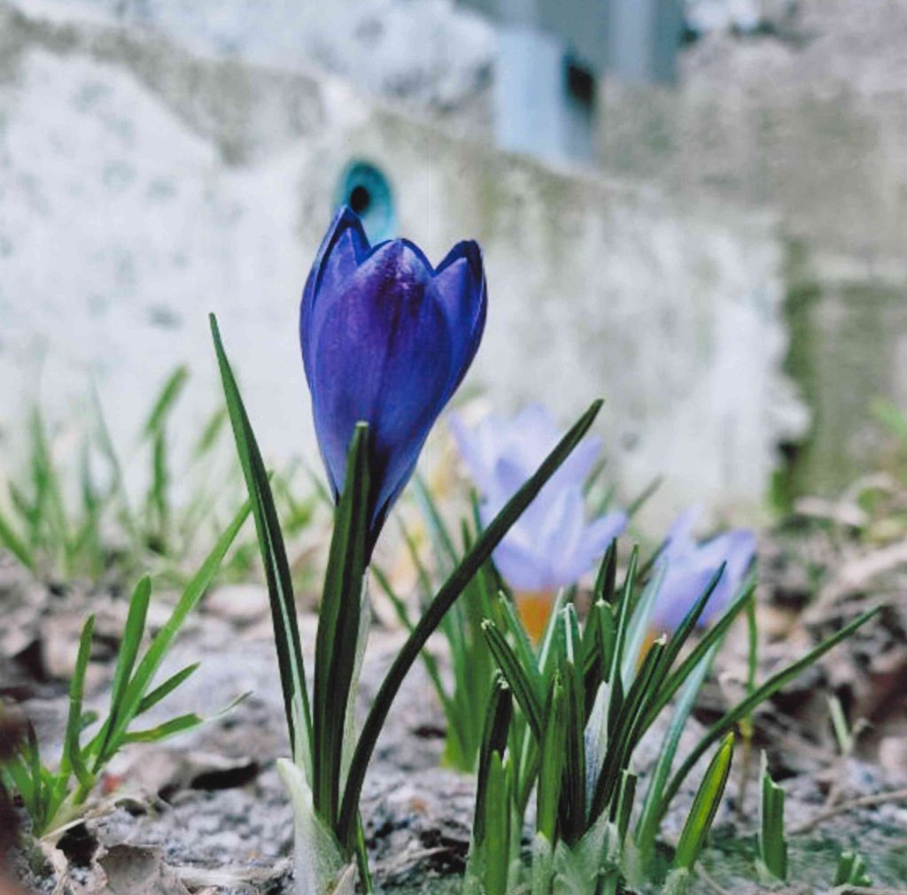 Fioletowy krokus. Zdjęcie